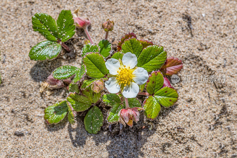 Fragaria chiloensis，海滩草莓，智利草莓或海岸草莓。它原产于北美洲和南美洲的太平洋沿岸。阿博特泻湖，雷耶斯角国家海岸，加利福尼亚。
蔷薇科。